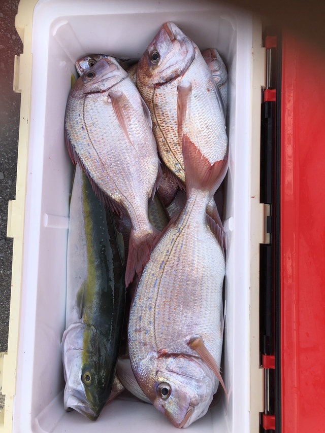 ハナダイ(チダイ)