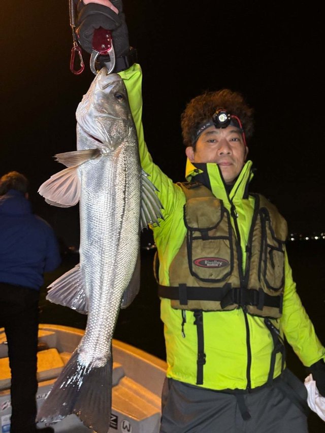 シーバス(スズキ)