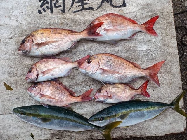 マダイ・イナダ(ブリ)