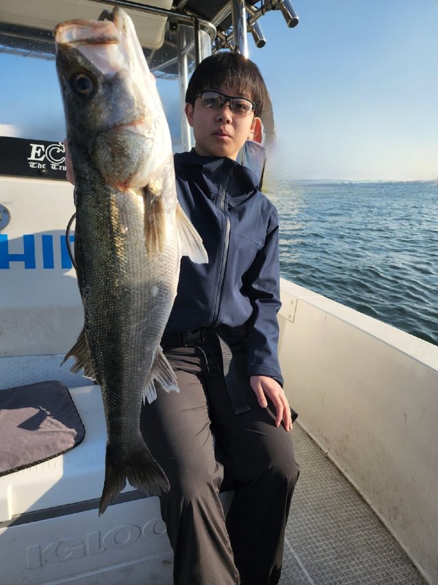 シーバス(スズキ)