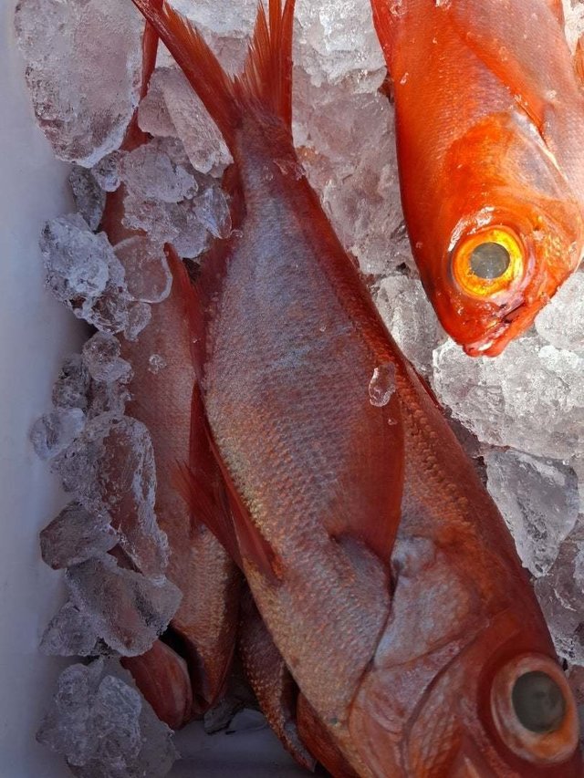 キンメ(キンメダイ)