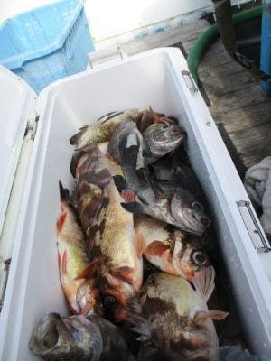 メバル・クロメバル(メバル)・オキメバル(ウスメバル)