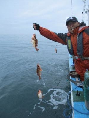 メバル(ウスメバル)