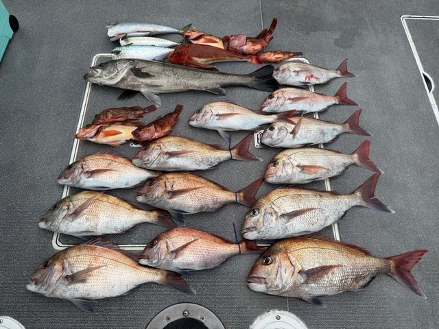 マダイ・シーバス(スズキ)・マサバ・カサゴ・ホウボウ