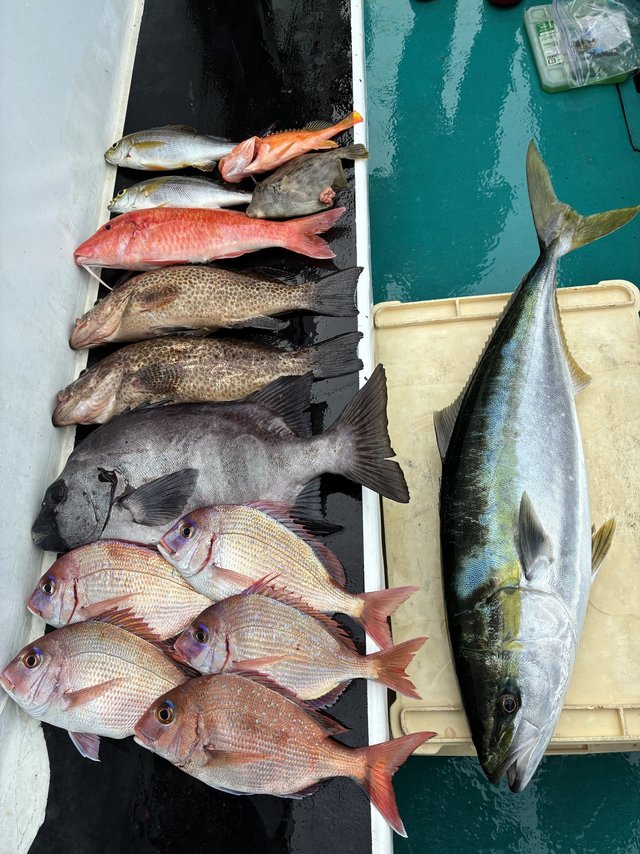 チダイ・イシダイ・オオモンハタ・ブリ