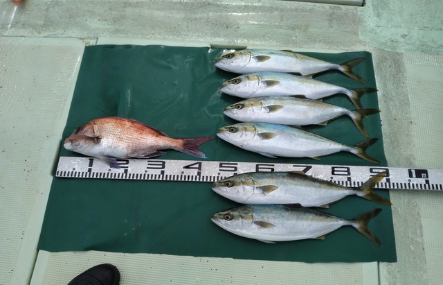 マダイ・ハマチ(ブリ)