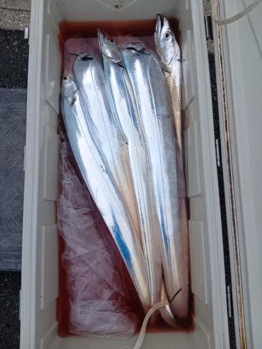 タチウオテンヤ(タチウオ)