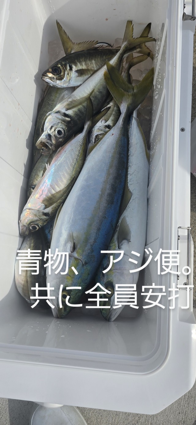 アジ(マアジ)・ハマチ(ブリ)