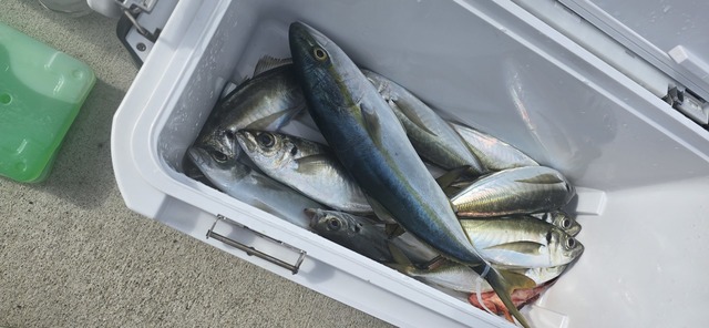 アジ(マアジ)・ハマチ(ブリ)