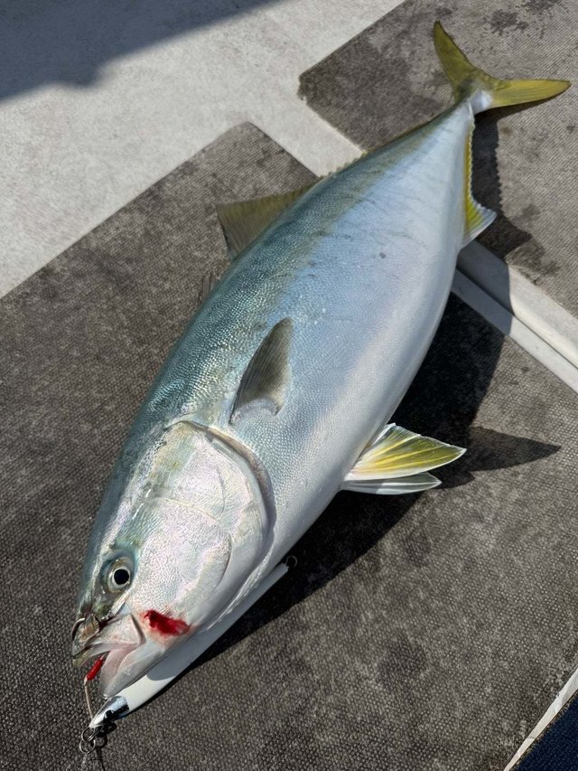 サンパク(ブリ)