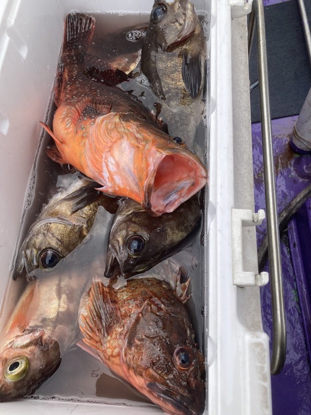 カサゴ・メバル