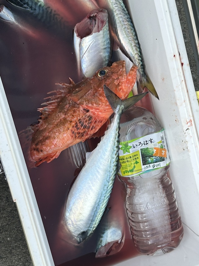 サバ(マサバ)・オニカサゴ