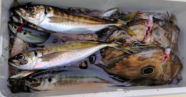 アジ(マアジ)・マトウダイ