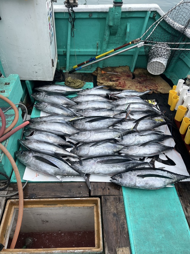 ビンチョウマグロ(ビンナガ)