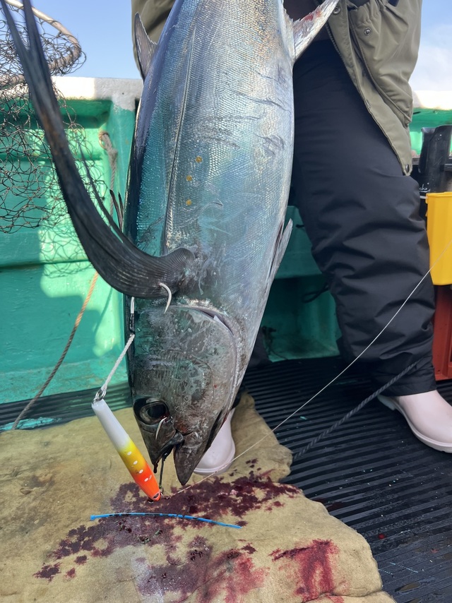 ビンチョウマグロ(ビンナガ)