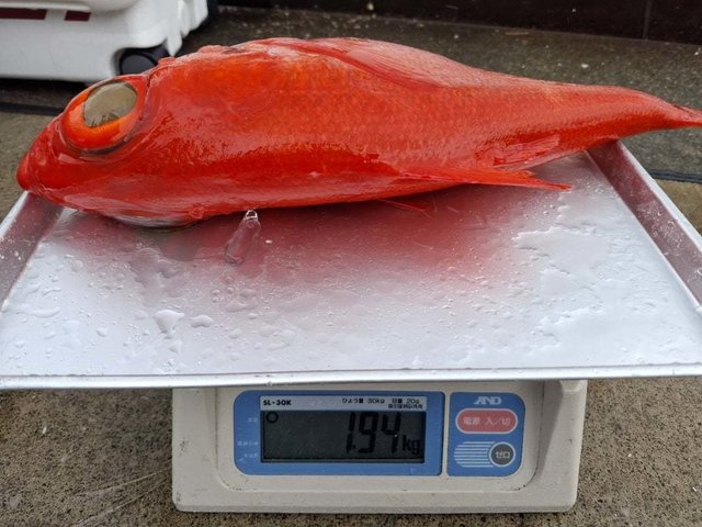 キンメ(キンメダイ)