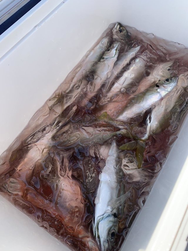 アジ(マアジ)・アマダイ(アカアマダイ)・サバ(マサバ)