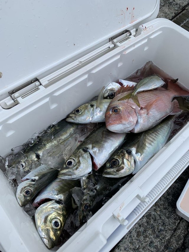 マダイ・アジ(マアジ)