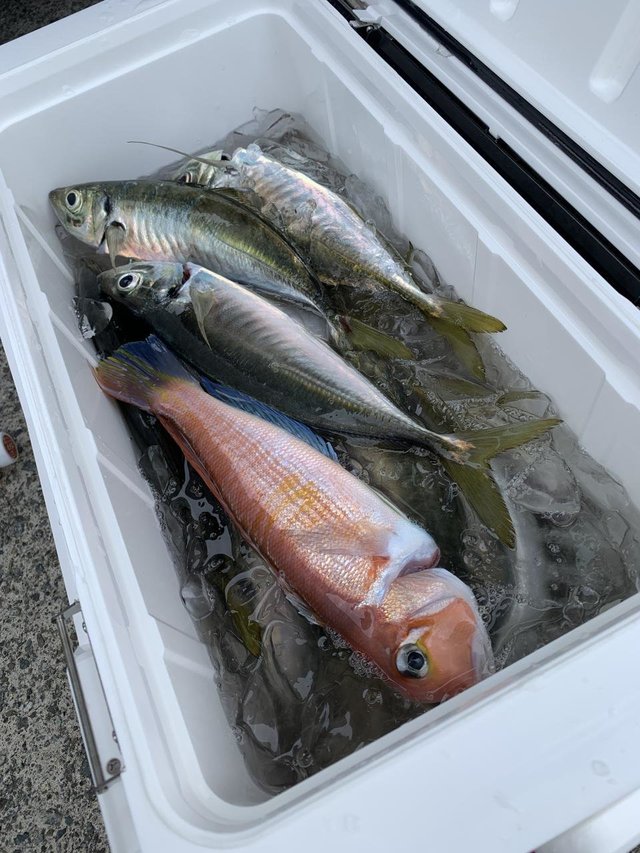 アジ(マアジ)・アマダイ(アカアマダイ)