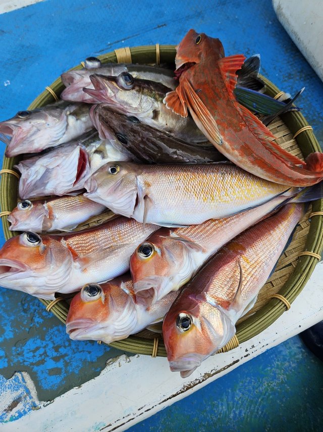 アマダイ(アカアマダイ)・ホウボウ