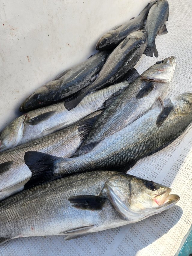 シーバス(スズキ)