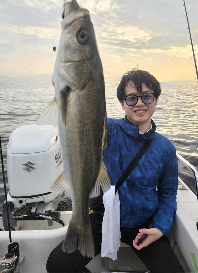 シーバス(スズキ)