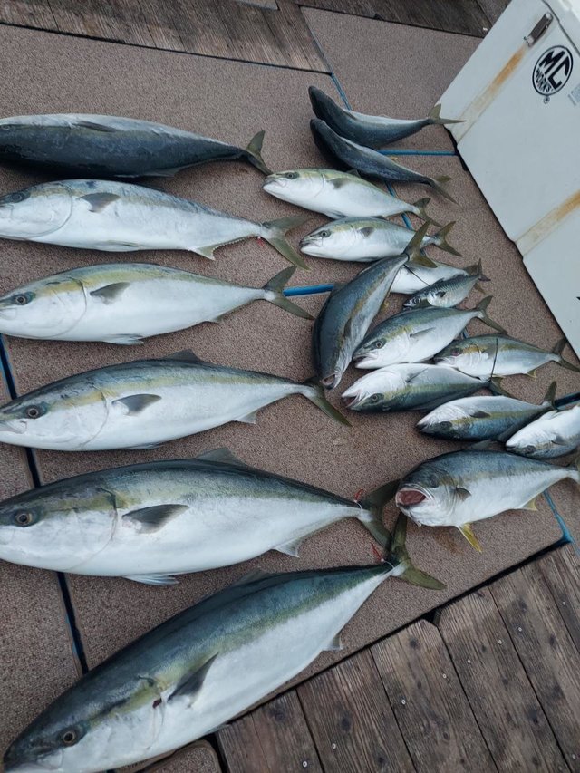 ヤズ(ブリ)・ヒラマサ