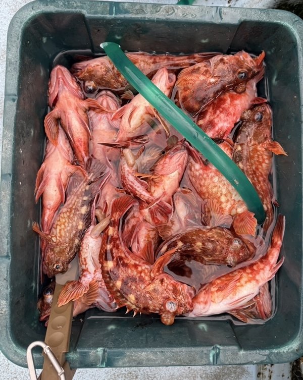 ガシラ(カサゴ)