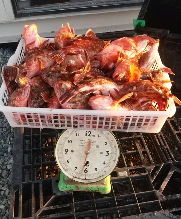 ガシラ(カサゴ)