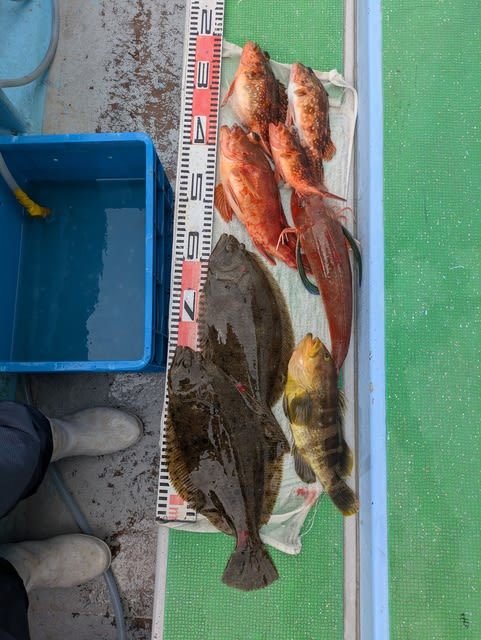 アオハタ・カサゴ・ホウボウ・ヒラメ