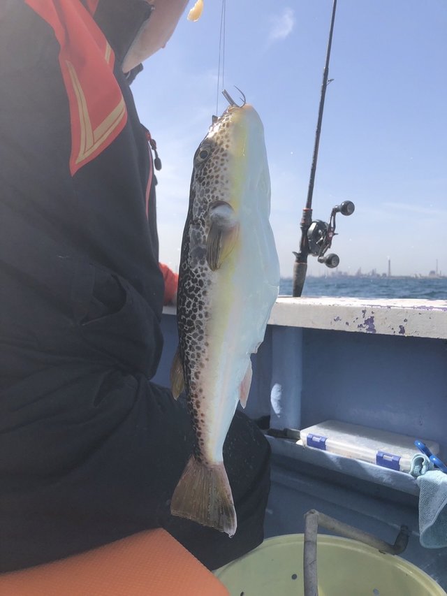 ショウサイフグ