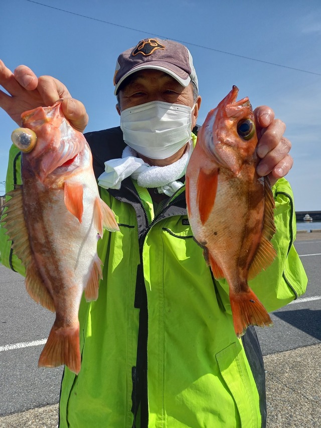 オキメバル(ウスメバル)