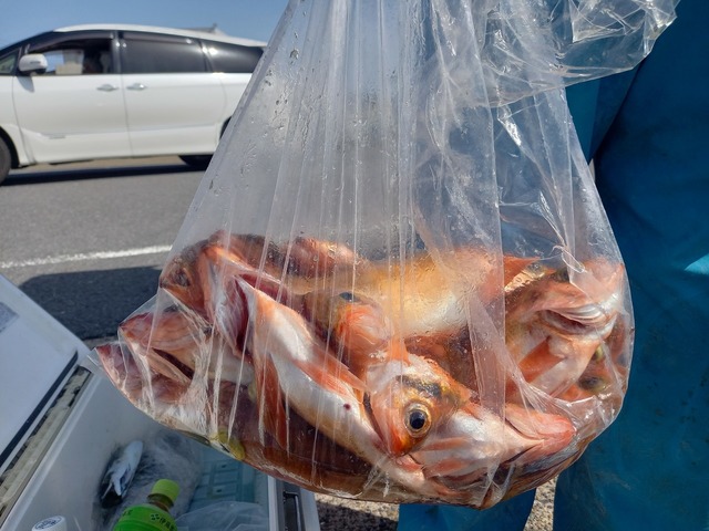 オキメバル(ウスメバル)