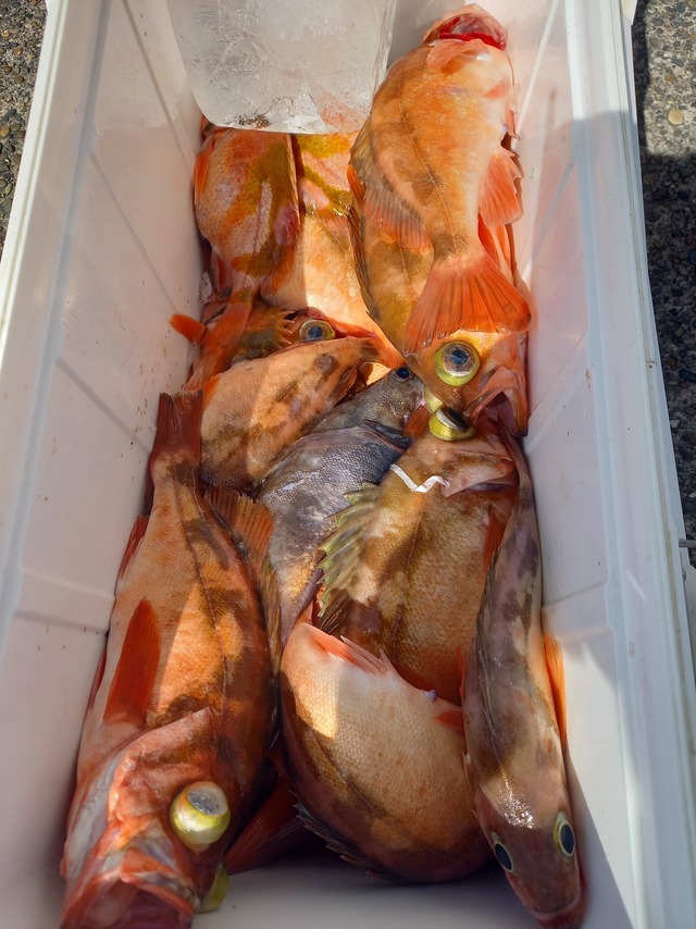 オキメバル(ウスメバル)