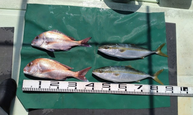 マダイ・ハマチ(ブリ)