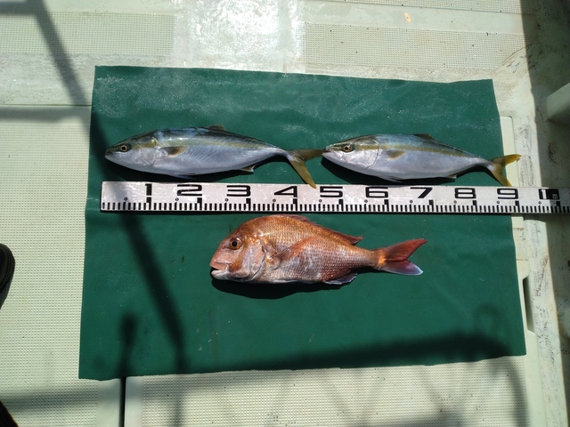 マダイ・ハマチ(ブリ)