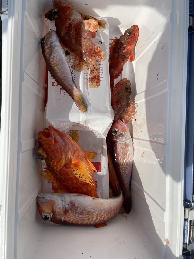 アマダイ(アカアマダイ)