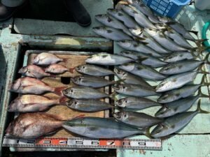 マダイ・マアジ・ハマチ(ブリ)