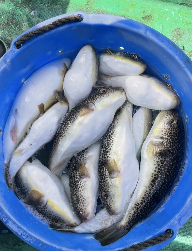 ショウサイフグ