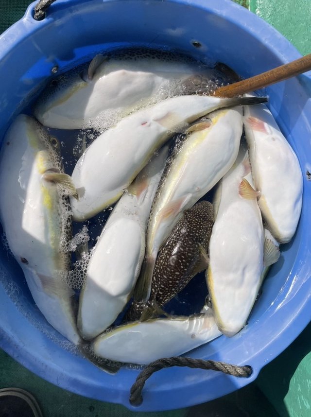 ショウサイフグ