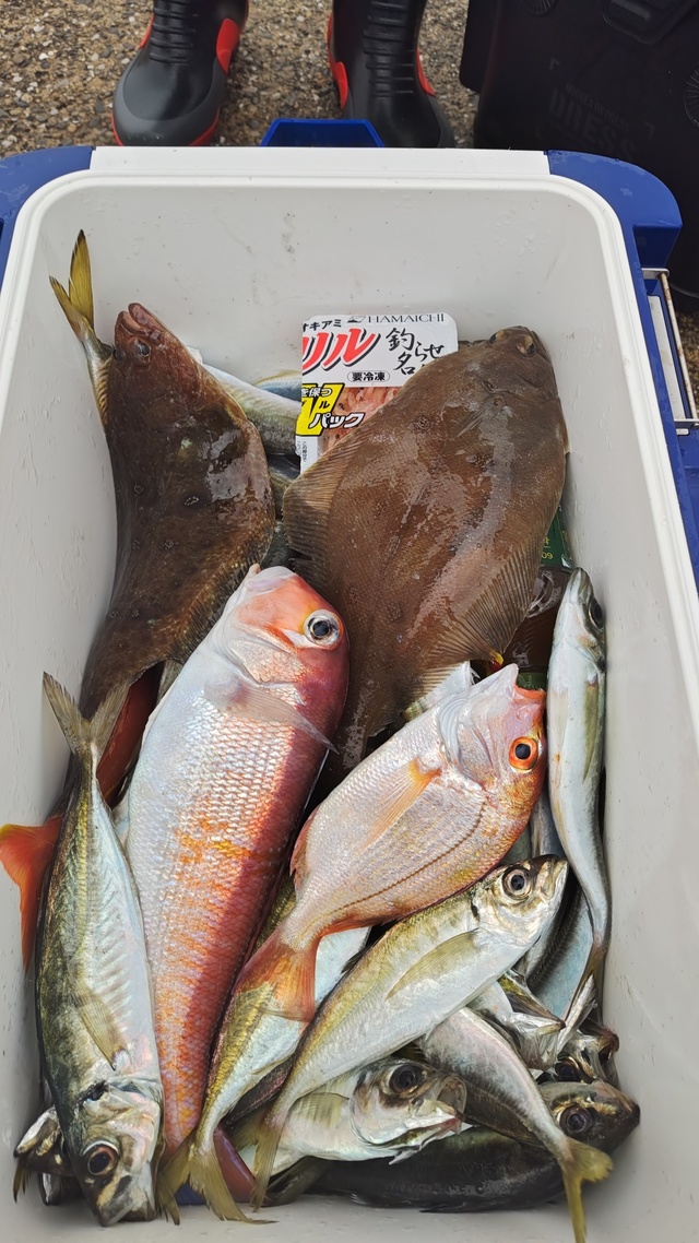 アジ(マアジ)・アマダイ(アカアマダイ)