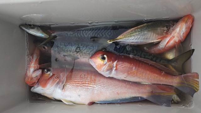 アジ(マアジ)・アマダイ(アカアマダイ)