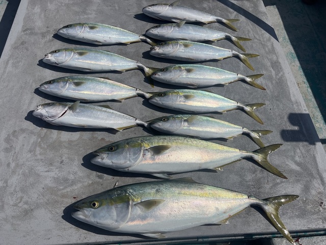 ハマチ(ブリ)・メジロ(ブリ)