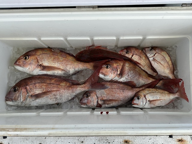 マダイ・ハナダイ(チダイ)