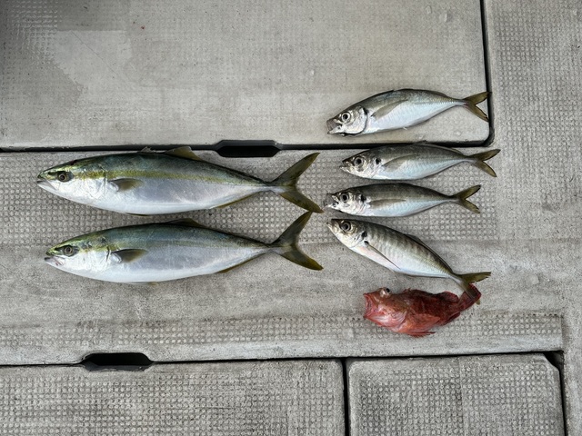 アジ(マアジ)・ハマチ(ブリ)・ガシラ(カサゴ)