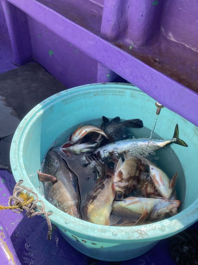 メバル・ハタ(マハタ)・サバ(ゴマサバ)