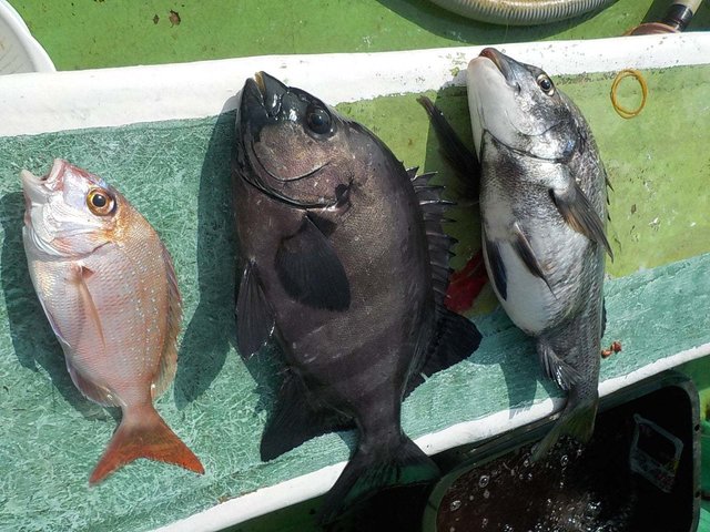 マダイ・クロダイ・イシダイ