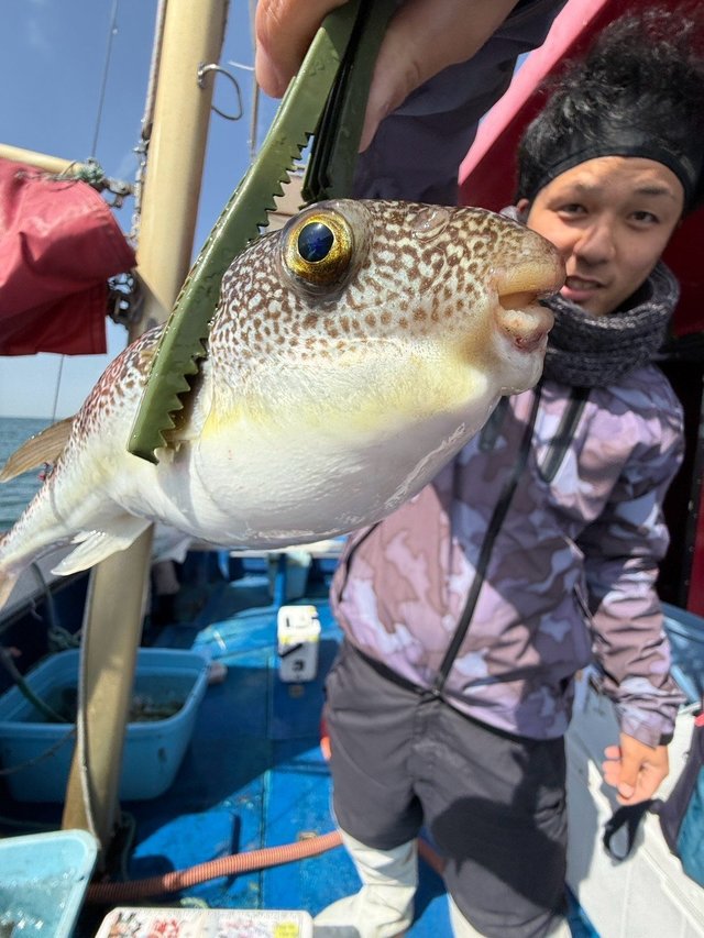 フグ(ショウサイフグ)