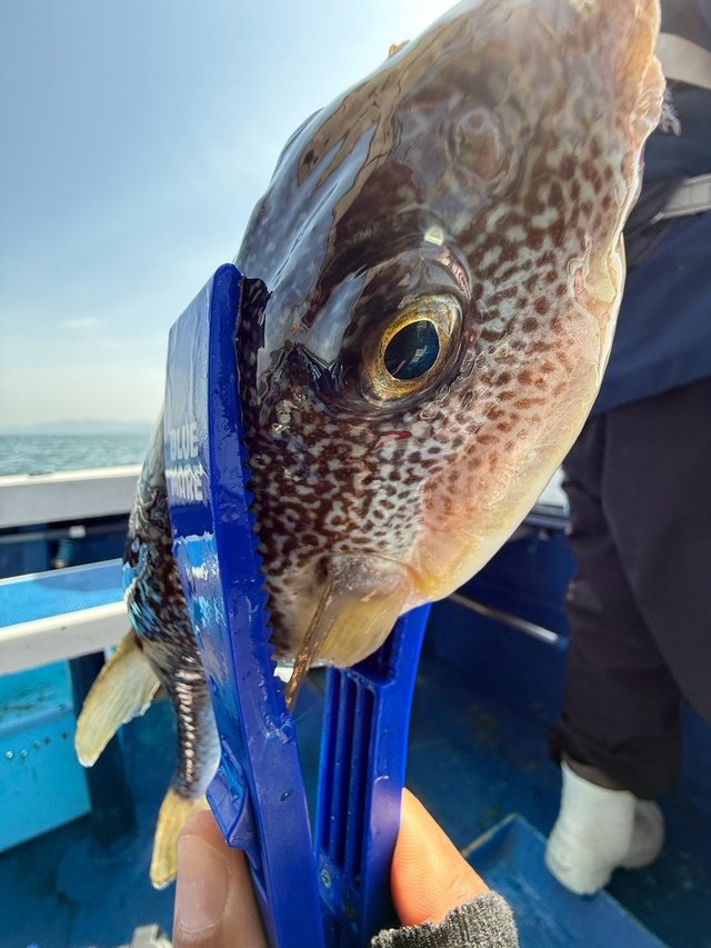 フグ(ショウサイフグ)