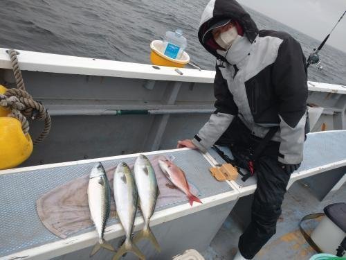 マダイ・イナダ(ブリ)